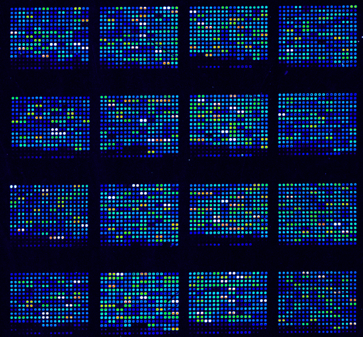 Microarray Technology: discover our products | NatrixDiagnostics