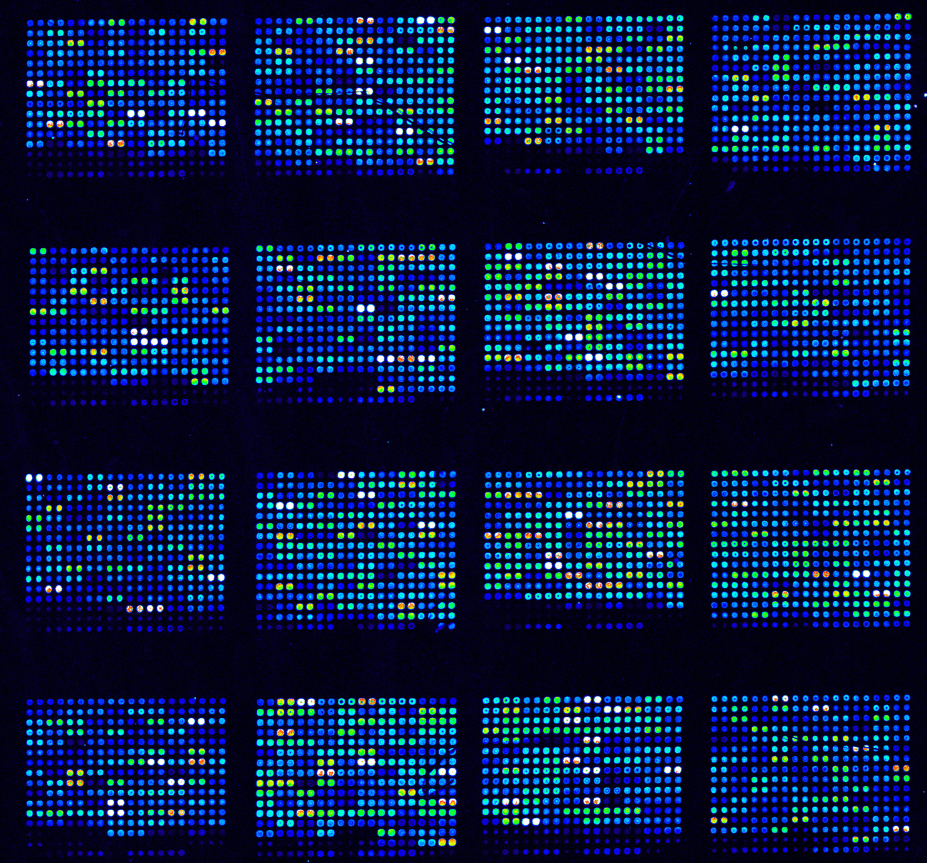 immagine spot microarray